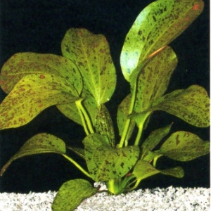 Echinodorus  ozelot green