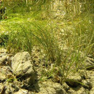 Potamogeton filiformis