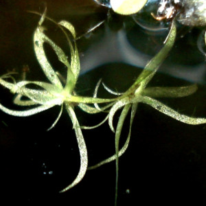 Wolffiella floridana