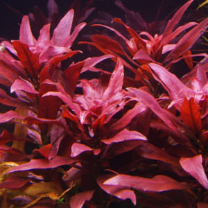 Ludwigia glandulosa Var.''perennis''