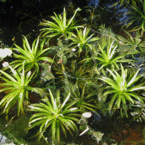 Stratiotes aloides