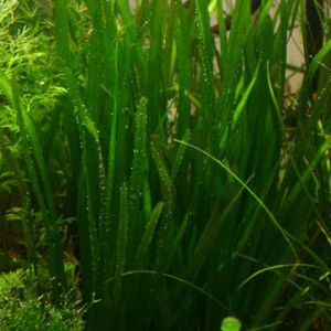 Vallisneria americana var. biwaensis