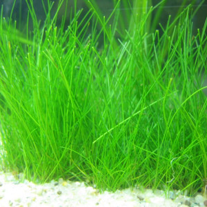 Eleocharis acicularis