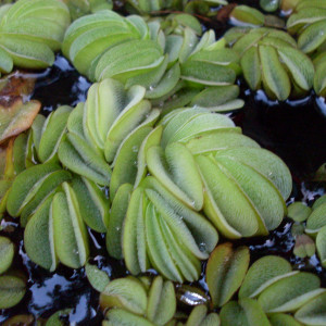 Salvinia auriculata