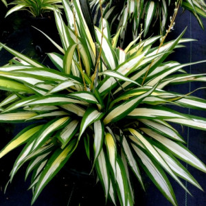 Chlorophytum bichetii