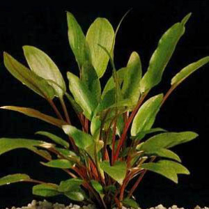 Cryptocoryne beckettii