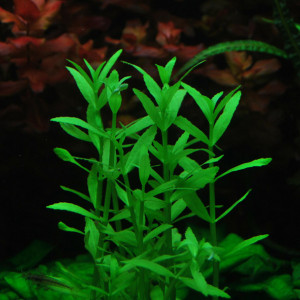 Bacopa crenata