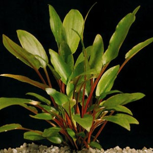 Cryptocoryne beckettii var. petchii