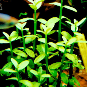 Bacopa madagascariensis