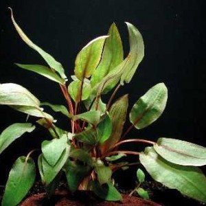 Cryptocoryne Indonesii