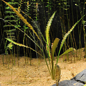 Cryptocoryne retrospiralis