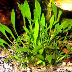 Cryptocoryne parva