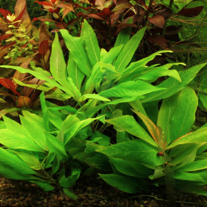 Hygrophila corymbosa x "Compact"