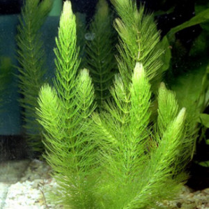 Ceratophyllum demersum