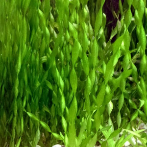 Vallisneria neotropicalis