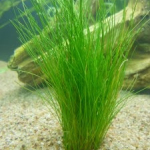 Eleocharis vivipara