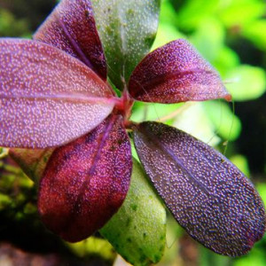 Bucephalandra brownie metellica