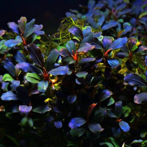 Bucephalandra brownie purple