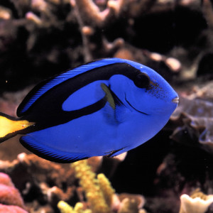 Paracanthurus hepatus