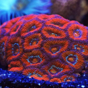 Acanthastrea lordhowensis