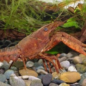 Procambarus acanthophorus