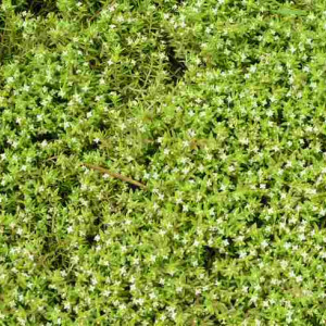 Crassula helmsii