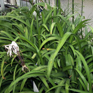 Crinum purpurascens