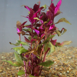 Alternanthera cardinalis