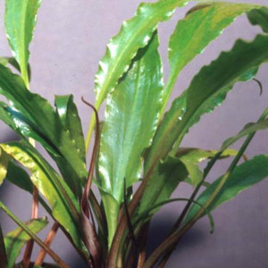 Cryptocoryne cognata