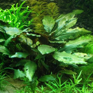 Cryptocoryne cordata