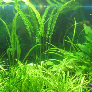 Cryptocoryne crispatula