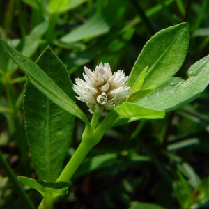 Alternanthera philoxeroides