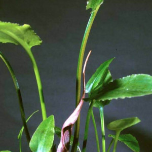 Cryptocoryne ferruginea