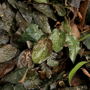 Cryptocoryne griffithii