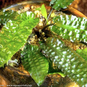 Cryptocoryne hudoroi