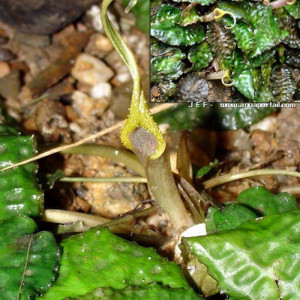 Cryptocoryne keei