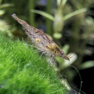 Neocaridina davidi