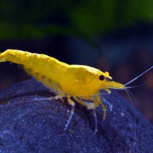 Neocaridina davidi var. yellow neon