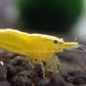 Neocaridina davidi var. yellow sakura