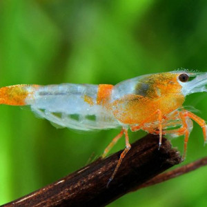 Neocaridina davidi var. orange rili