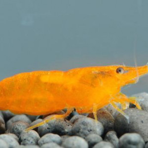 Neocaridina davidi var. orange