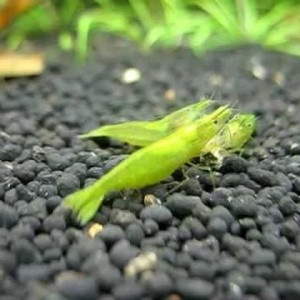 Neocaridina davidi var. green