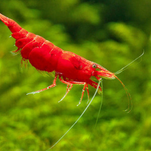 Neocaridina davidi var. sakura red