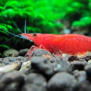 Neocaridina davidi var. fire red