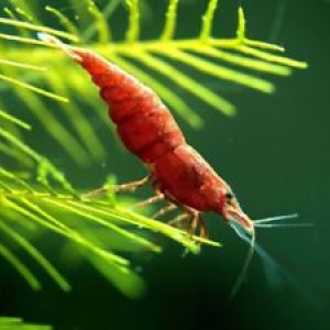 Neocaridina davidi var. painted fire red