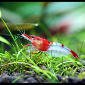 Neocaridina davidi var. red rili