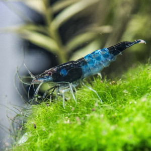 Neocaridina davidi var. blue rili