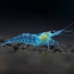 Neocaridina davidi var. blue jelly