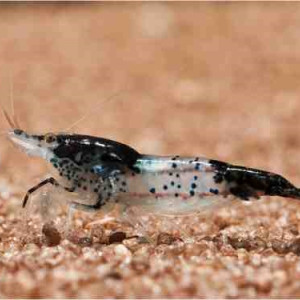 Neocaridina davidi var. carbon rili