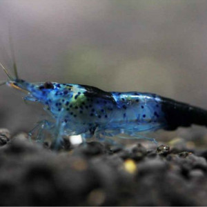 Neocaridina davidi var. blue carbon rili